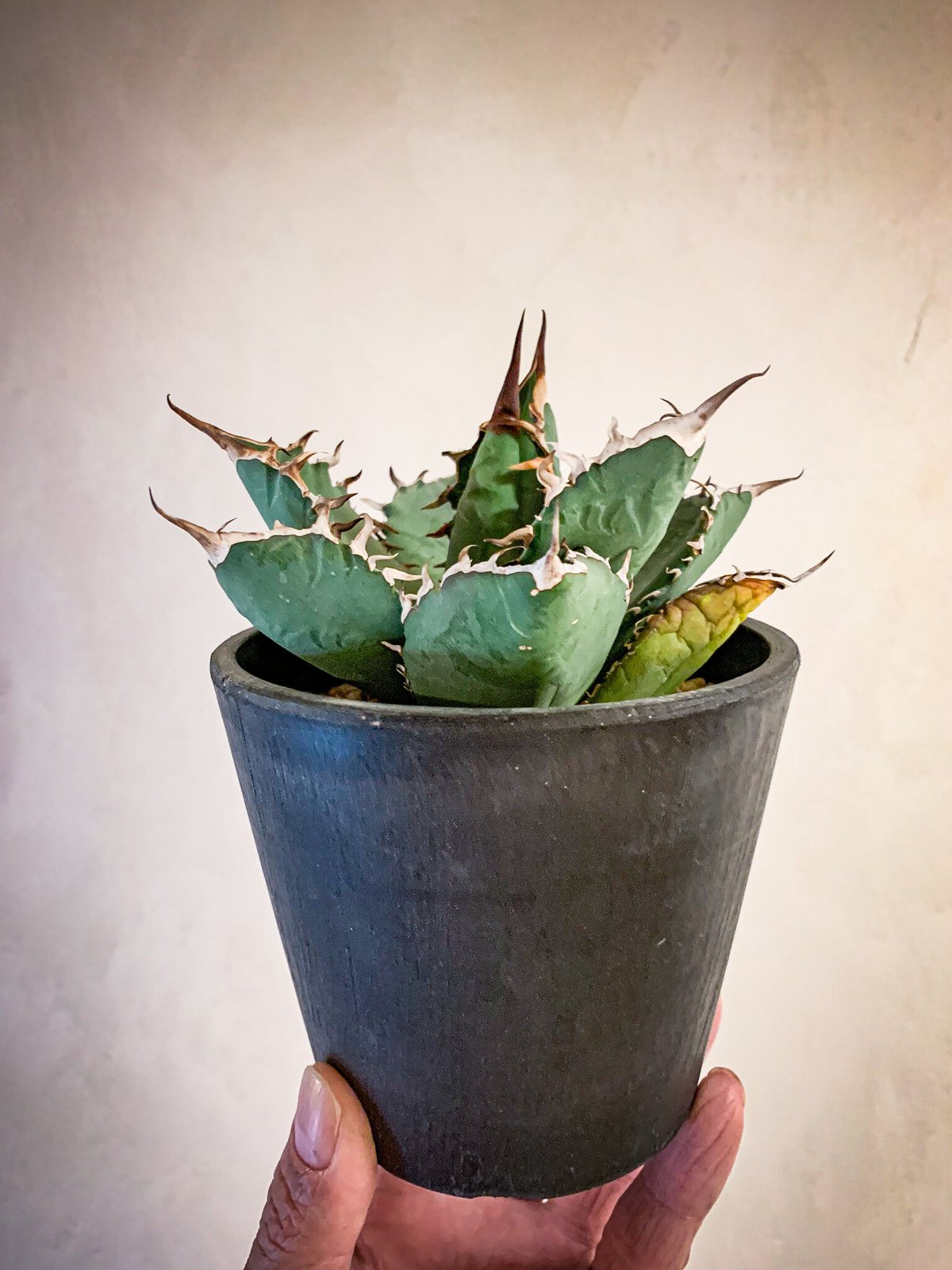 唯一無二オーロラ 耐光 耐寒あり 検(agave FO 076 くち 唯一無二オーロラ 耐光 耐寒あり 検(agave FO 076 くち