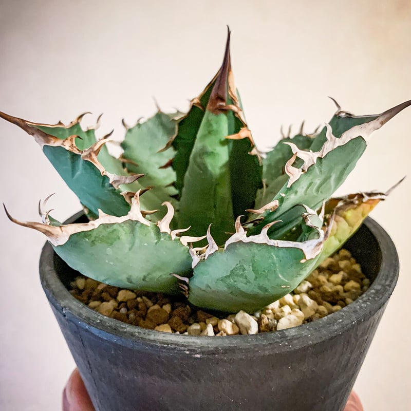 注目の福袋! アガベ チタノタ SE-A 植物/観葉植物 - resolvvtemp.com.br