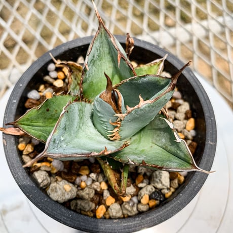 アガベ チタノタ ホワイトアイス⑲　Agave titanota Whiteice