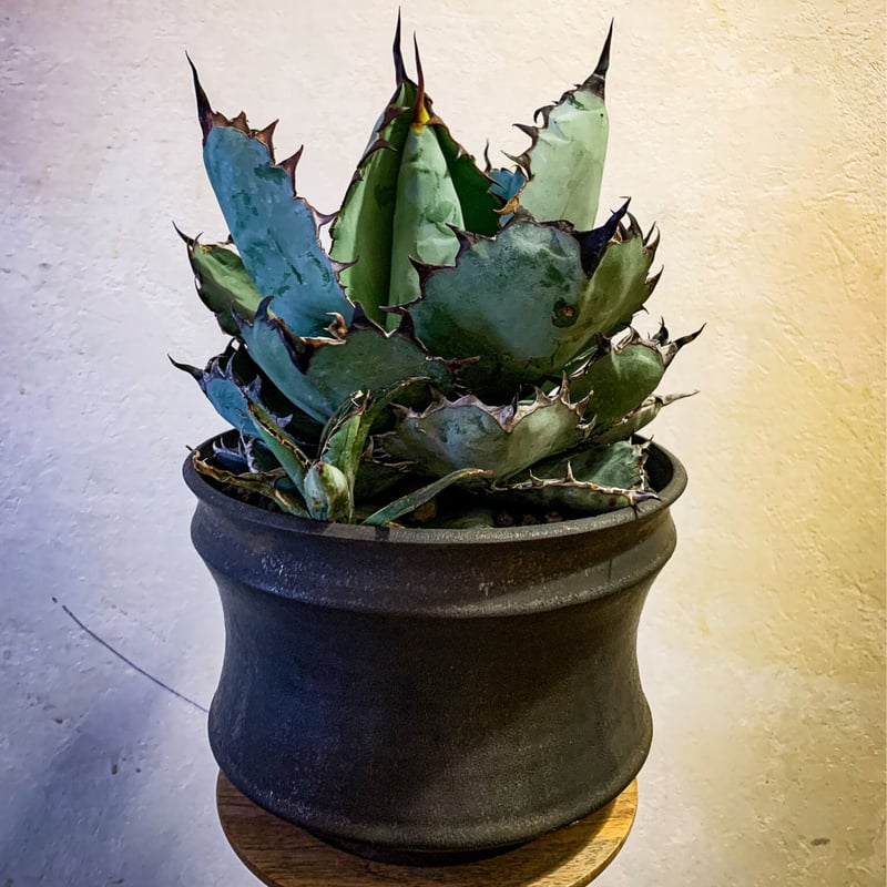 販売休止中です、胴切りチタノタ　ブラックアンドブルー 販売休止中です、胴切りチタノタブラックアンドブルー