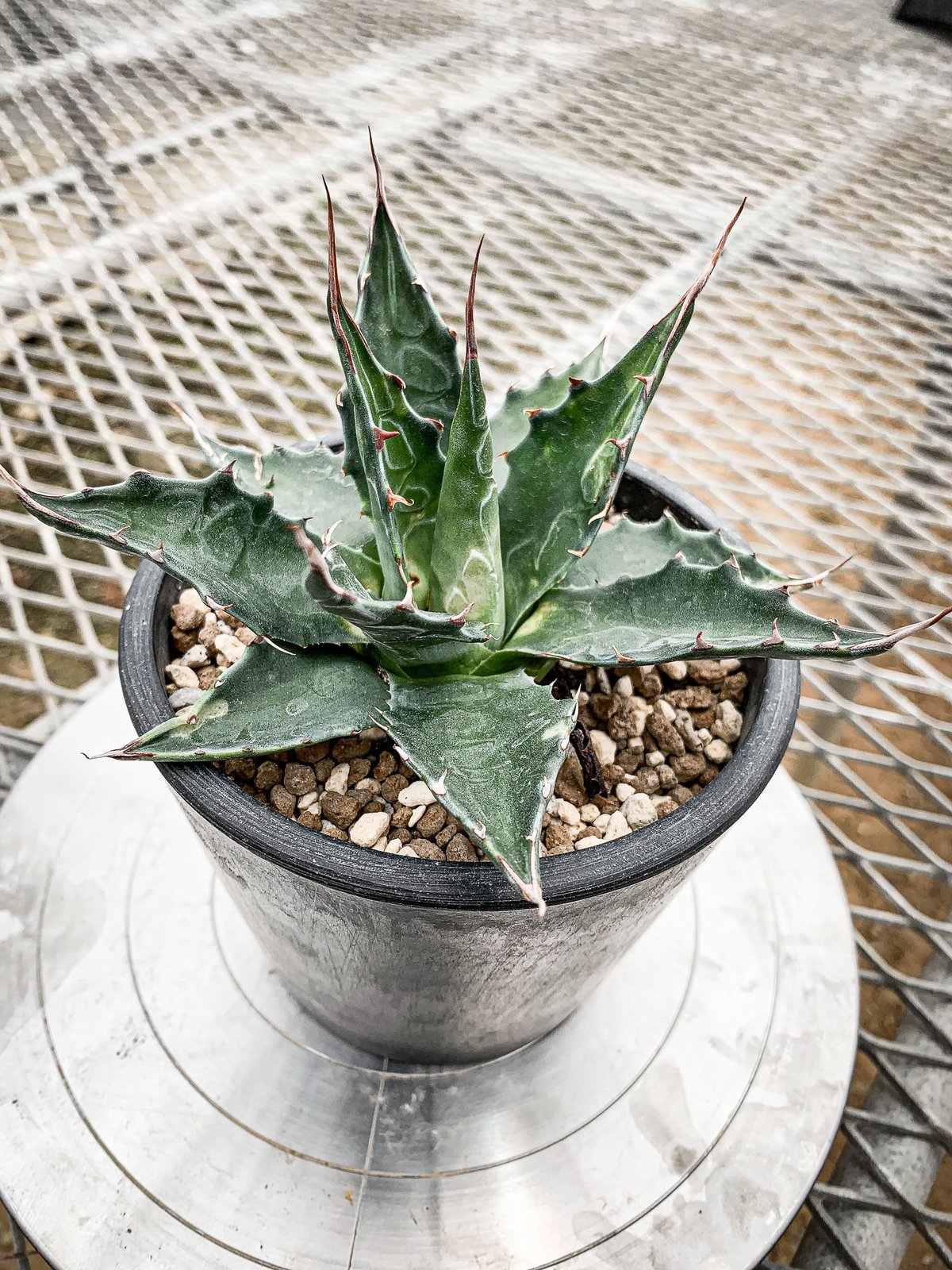 アガベ モンタナ ライムフラッシュ 【公式通販】