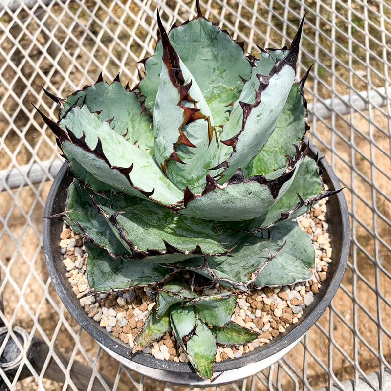 アガベ インプレッサ ドワーフ クローン コンパクタ 【公式通販】