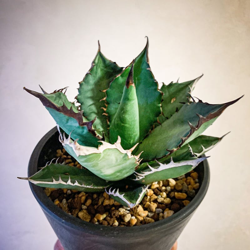 アガベ チタノタ ブラックファイヤー⑩ Agave titanota blackfire |