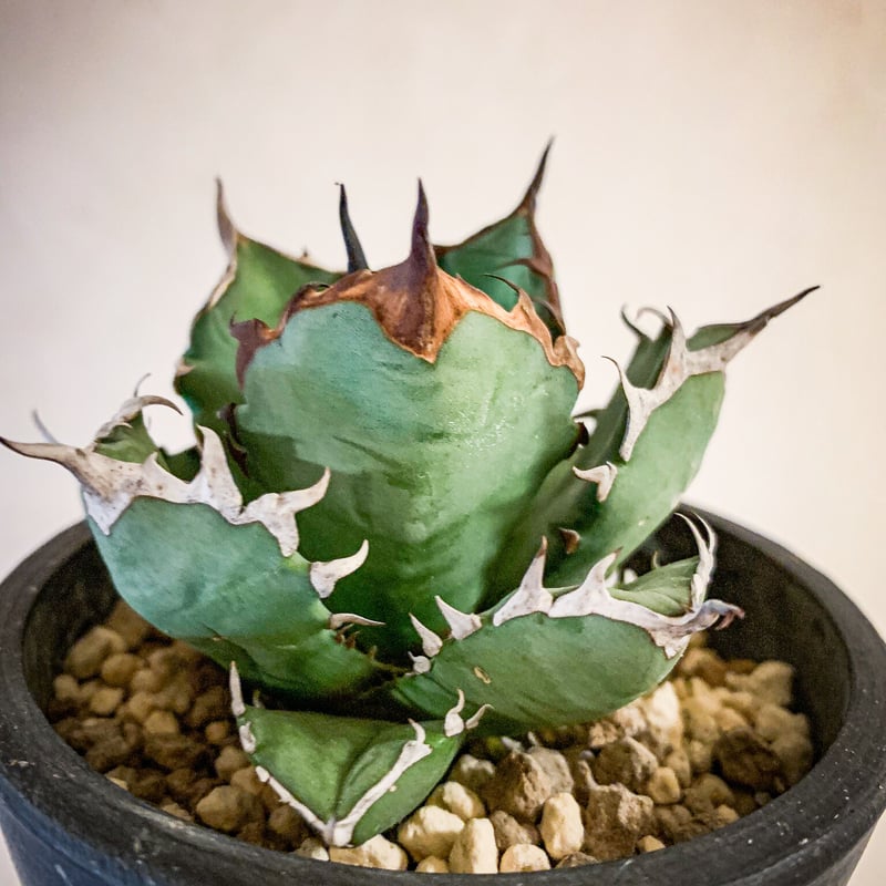 アカベ 姫巌竜 親株 WP鉢付き 【公式通販】