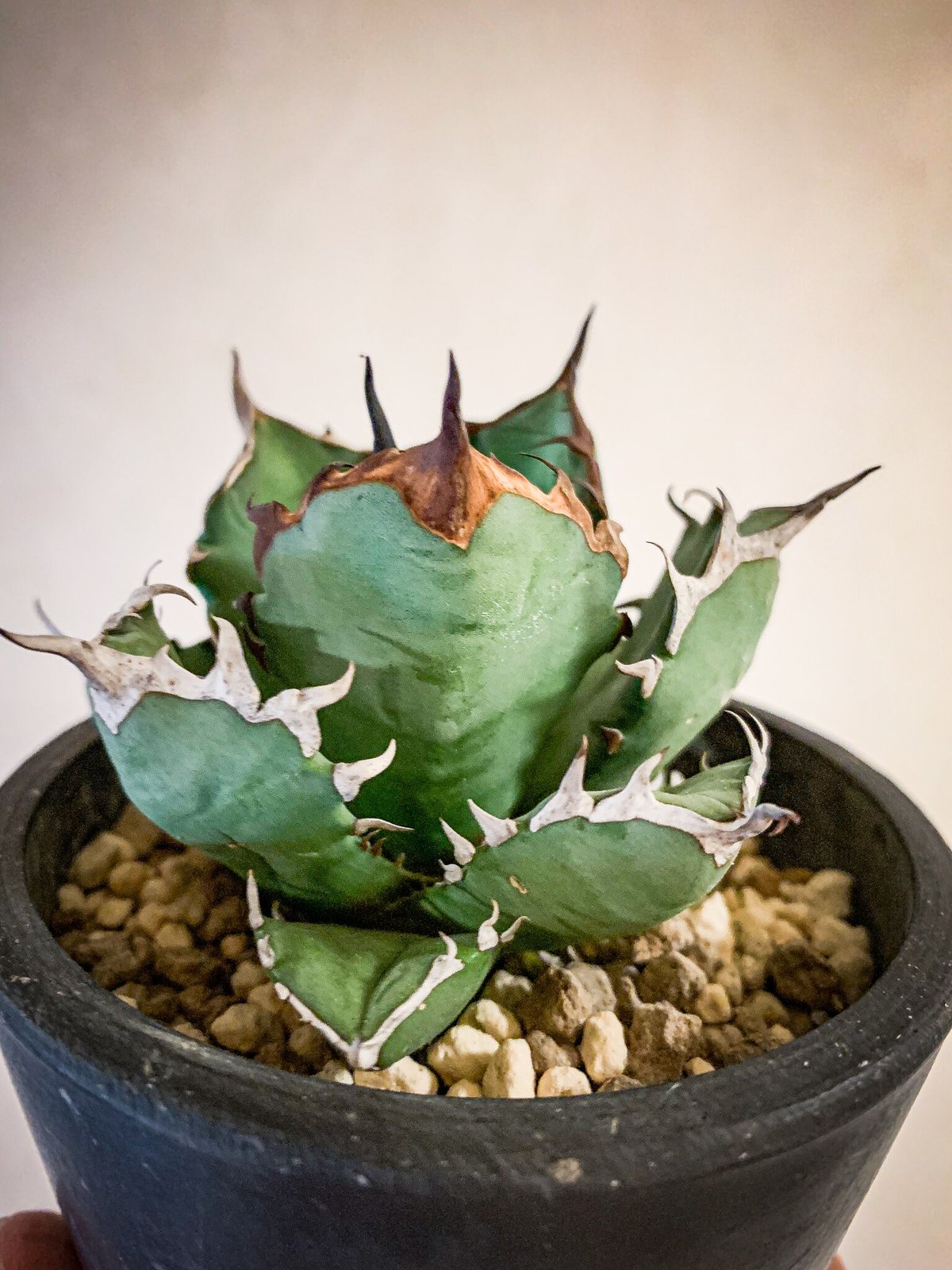 最新作 アガベ チタノタ 姫厳竜 Agave titanota 植物/観葉植物