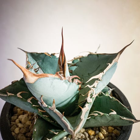 アガベ チタノタ ホワイトアイス㉑　Agave titanota Whiteice