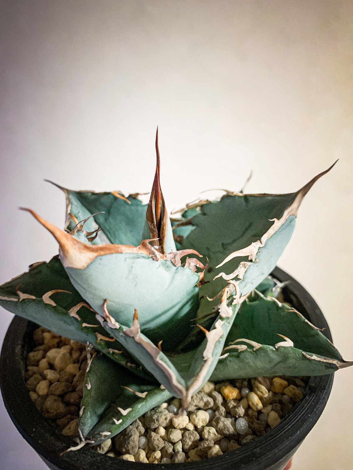 agave アガベ titanota WIB チタノタ ホワイトアイスブルー