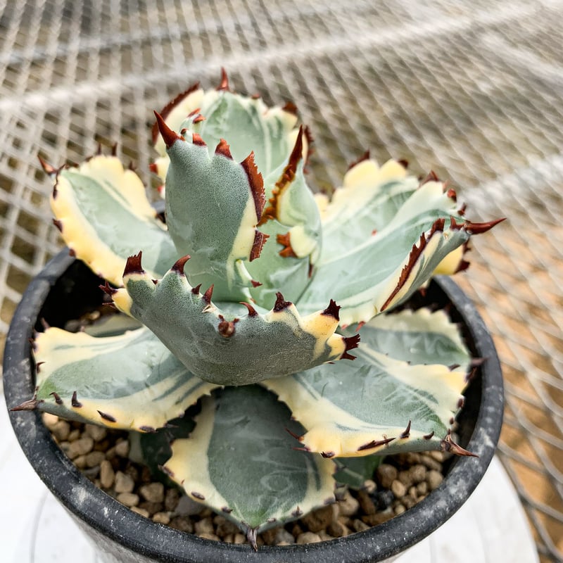 アガベ カブトガニ錦 兜蟹錦 甲蟹錦 9