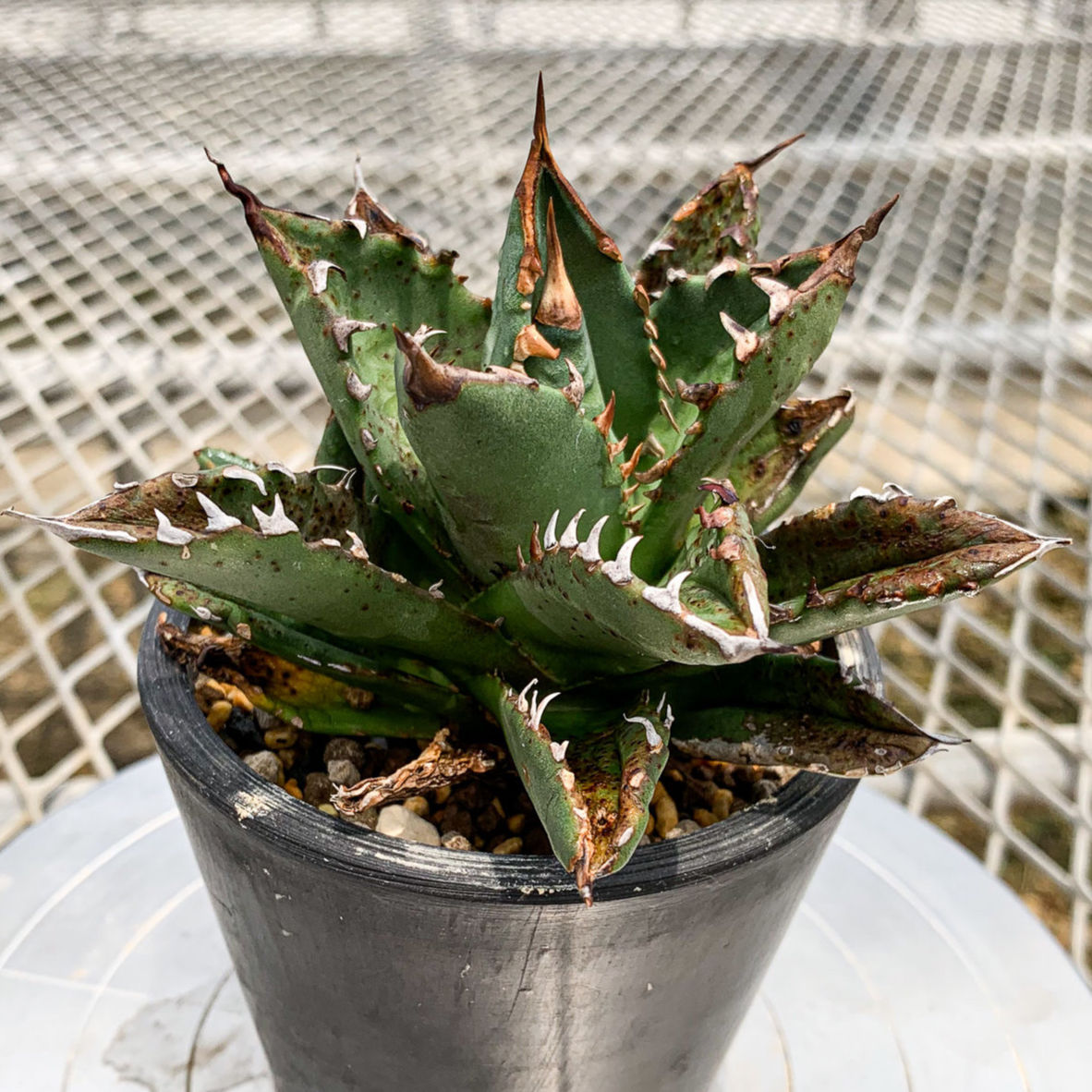 アガベ　シエラミスティカ アガベ シエラミスティカ 【公式通販】