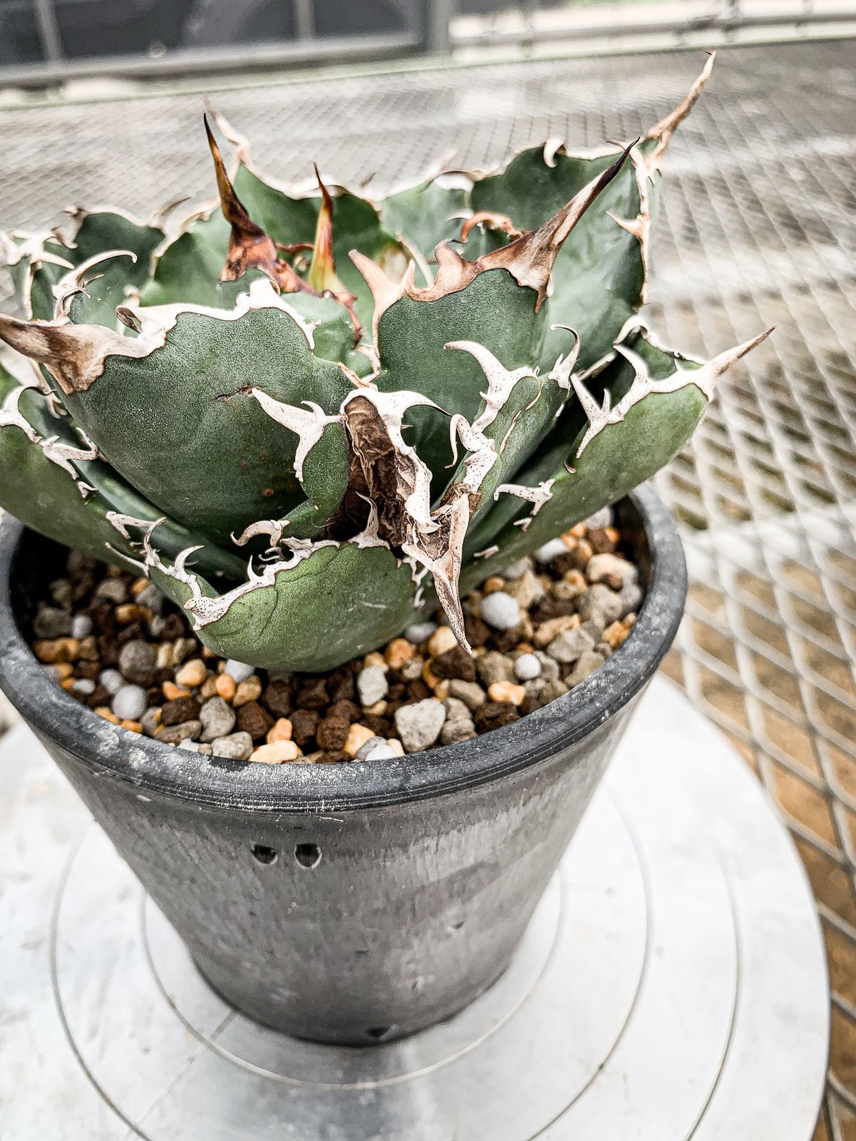 選抜【鉢ごと発送】特選 サイズ大 ぶつぶつ アガベ 鰐亀 TC 上澳園芸