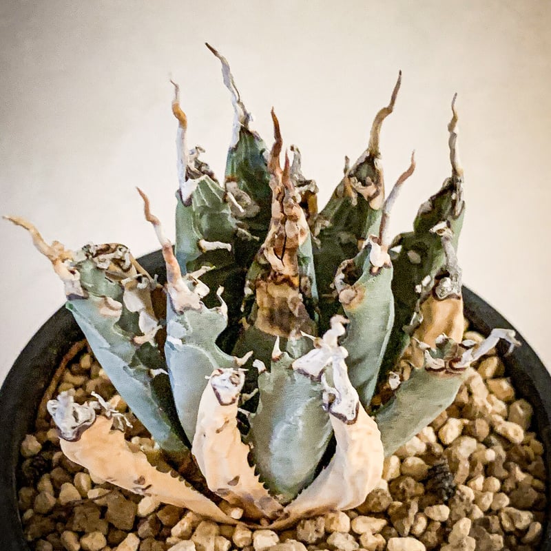 アガベ ユタエンシス エボリスピナ”陽炎”4 Agave uthaensis var. ebo...