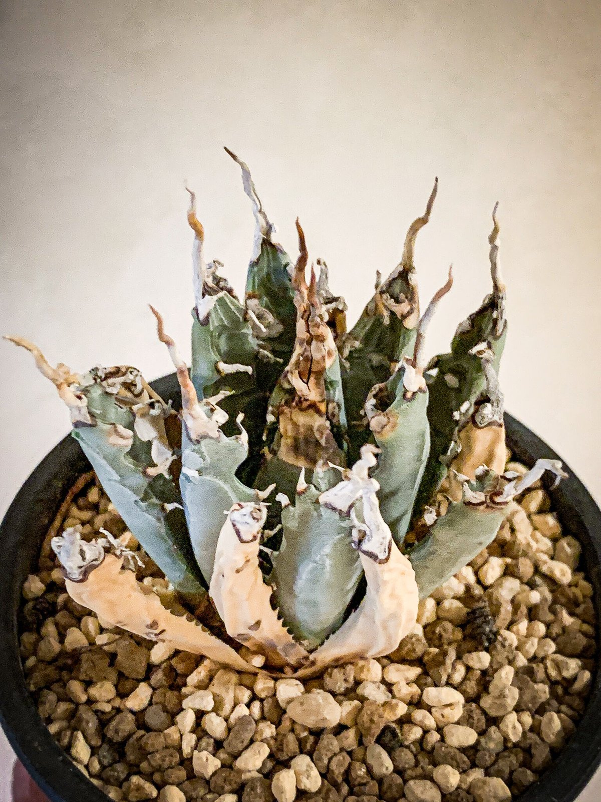 アガベ ユタエンシス エボリスピナ”陽炎”4 Agave uthaensis var. ebo...