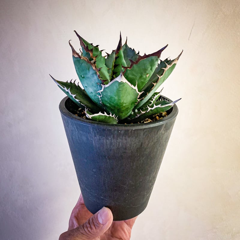 アガベ チタノタ ブラックファイヤー⑩ Agave titanota blackfire |