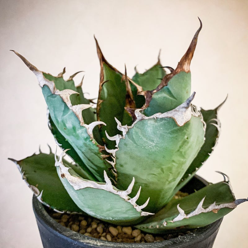 子株 アガベ 裏トゲ表トゲ シエラミクスティカ fo76