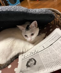 ふぇみん2024年11月25日号（3403号）