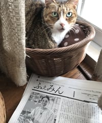 ふぇみん2022年11月15日号（3336号）