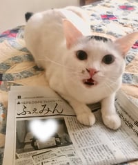 ふぇみん2023年12月15日号（3372号）
