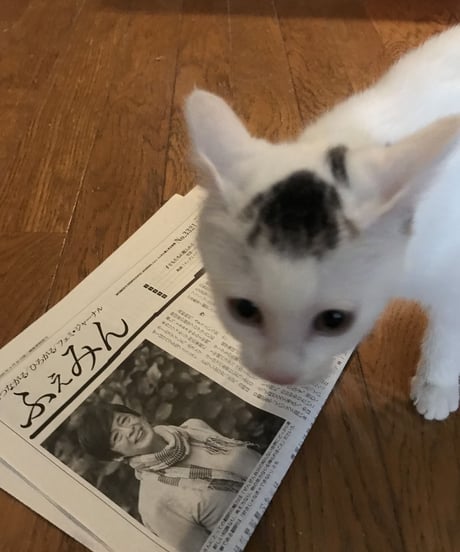ふぇみん2022年6月5日号（3321号）