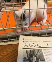 ふぇみん2022年5月25日号（3320号）