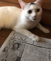 ふぇみん2023年7月15日号（3358号）