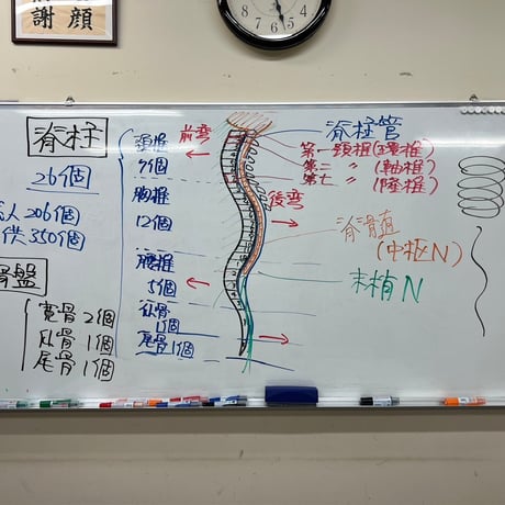 骨筋解剖生理学講座 Ⅰ【初回受講者用】