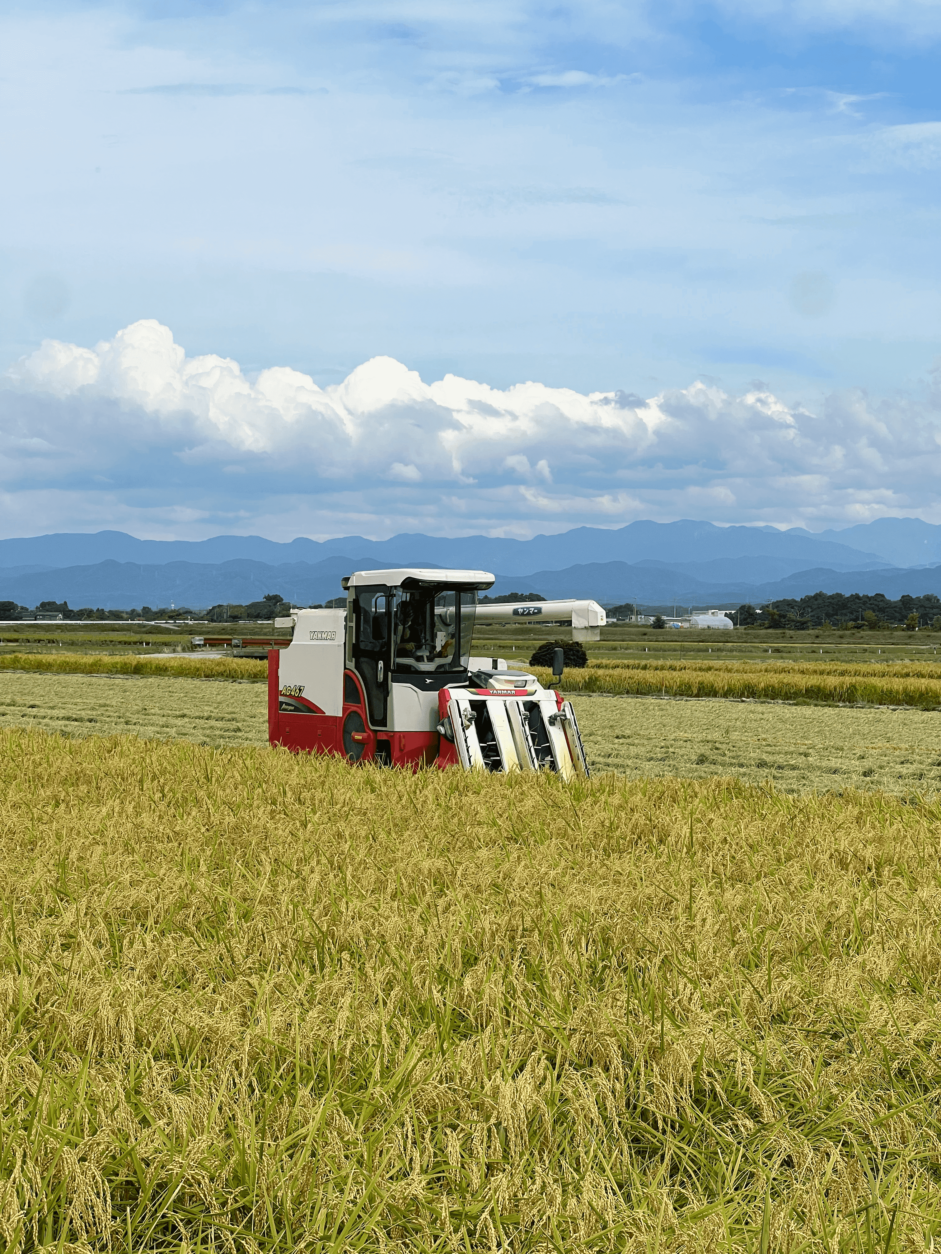 新米】令和6年9月産 石川県産一等コシヒカリ 5kg | じいちゃんのお米