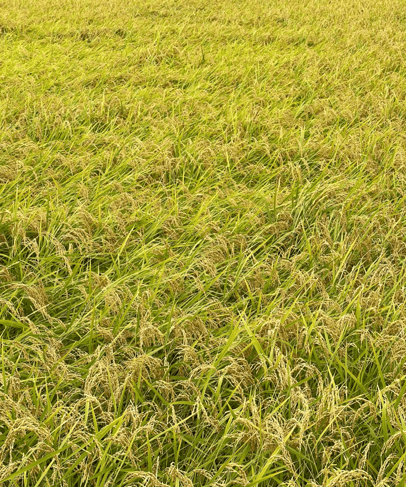 新米】令和6年9月産 石川県産一等コシヒカリ 5kg | じいちゃんのお米 新米】令和6年9月産 石川県産一等コシヒカリ 5kg | じいちゃんのお米