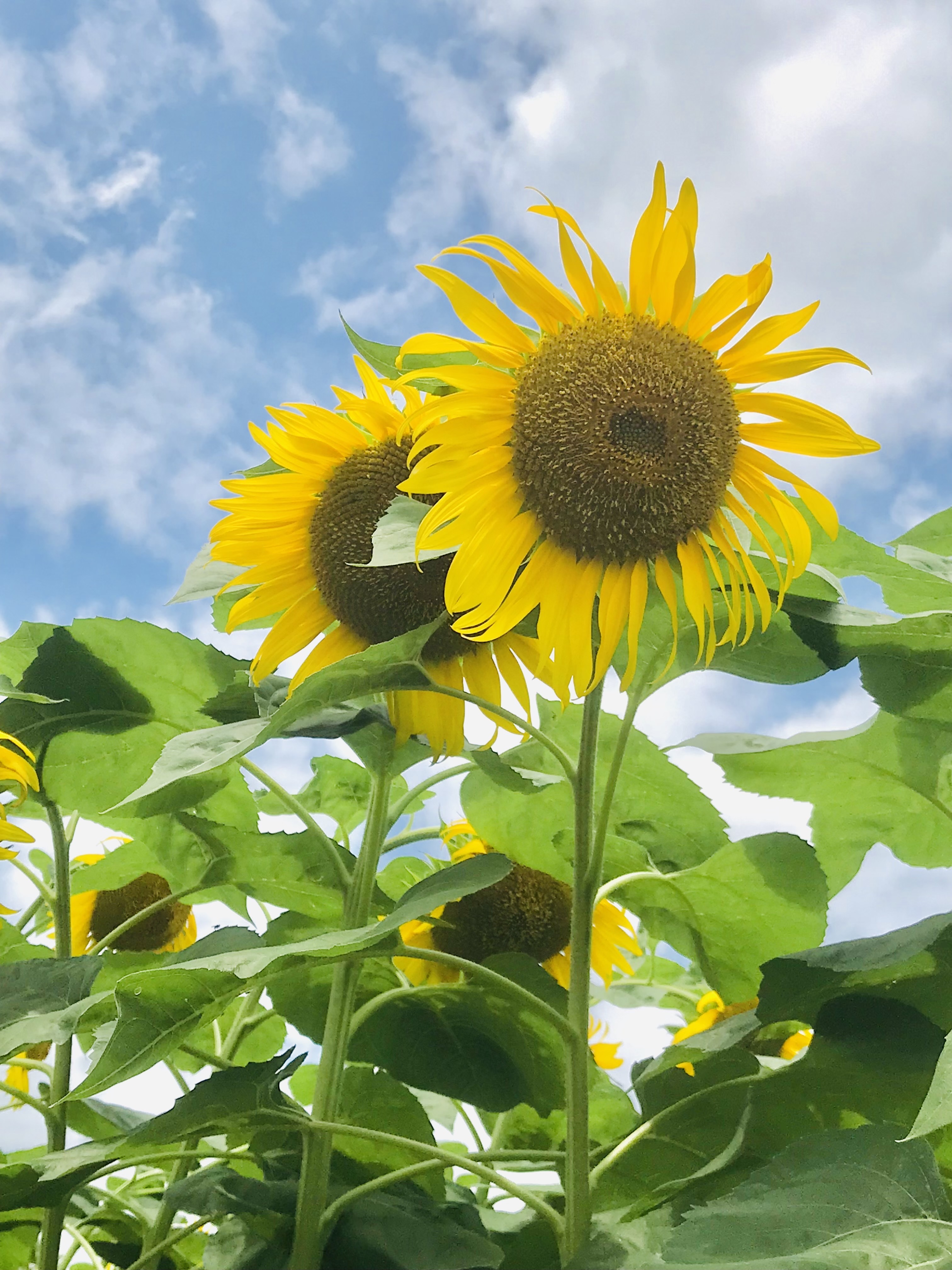 夏季休業日のお知らせ