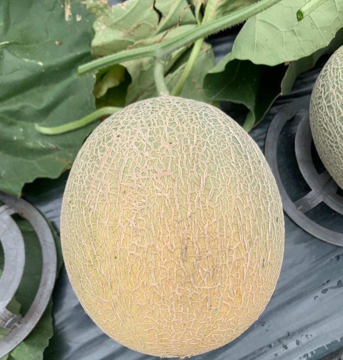 まめ　メロン① やまさき ゆめメロン | 藤木農園