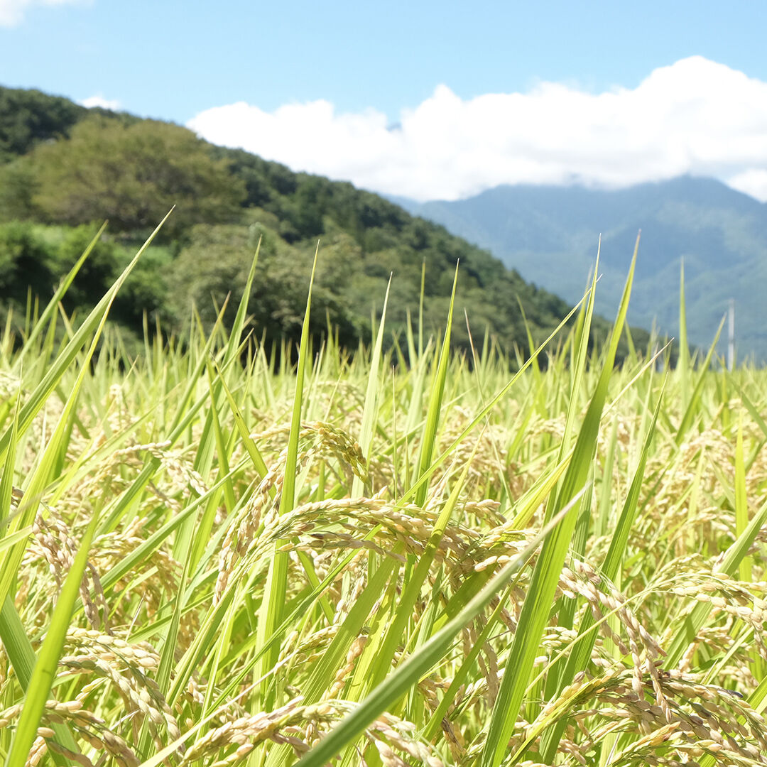 山梨県武川産コシヒカリ 10kg fit=scale-down,w=1200