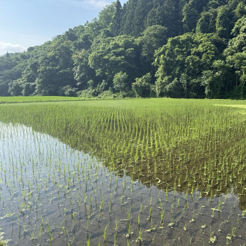 2025年産】武川産よんぱち米（農林48号）10kg | 武川商店