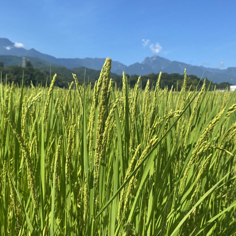 2025年産】武川産よんぱち米（農林48号）10kg | 武川商店