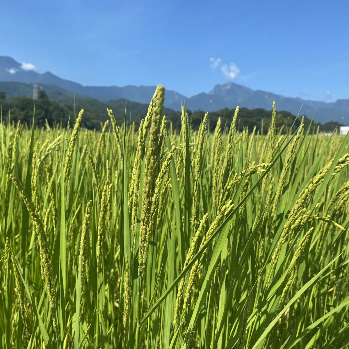 2024年産】武川産よんぱち米(農林48号)10kg | 武川商店 2024年産】武川産よんぱち米(農林48号)10kg | 武川商店