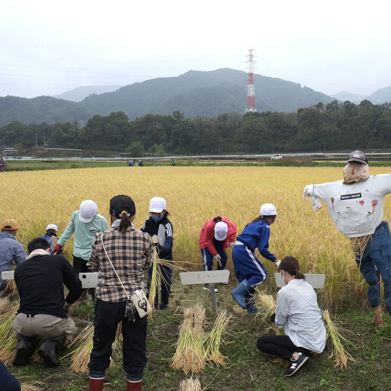 2024年産】武川産よんぱち米(農林48号)10kg | 武川商店 2024年産】武川産よんぱち米(農林48号)10kg | 武川商店