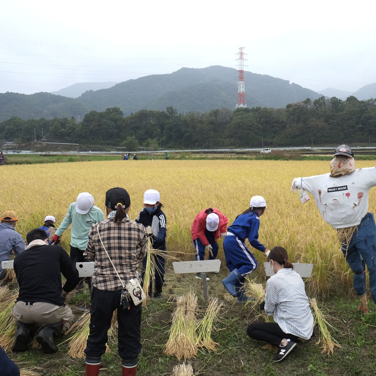 2024年産】武川産よんぱち米(農林48号)10kg | 武川商店 2024年産】武川産よんぱち米(農林48号)10kg | 武川商店