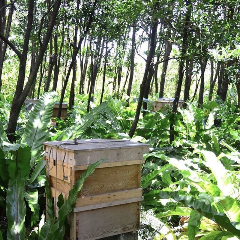 蜂蜜・蜜ろう・月桃で潤いある健やかなお肌を】 みつばち石鹸 花 30g