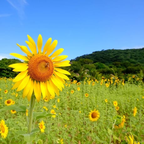 【春蜜をお得用サイズでお料理にも】 石垣島はちみつ 春蜜 1kg トンガリキャップボトル