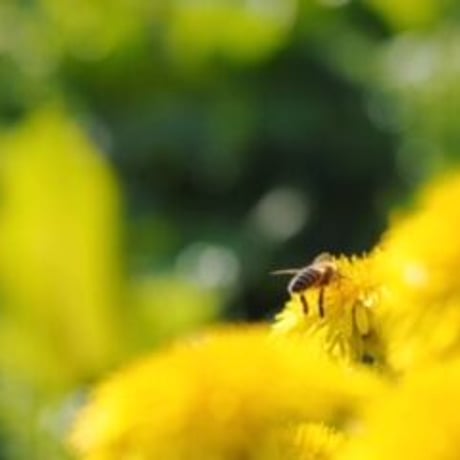 【春蜜をお得用サイズでお料理にも】 石垣島はちみつ 春蜜 1kg トンガリキャップボトル