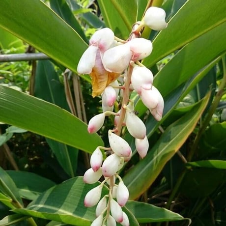 【お得なサイズで乾燥したお肌にたっぷり贅沢に】 みつばちローション 花 しっとりタイプ詰替用500ml