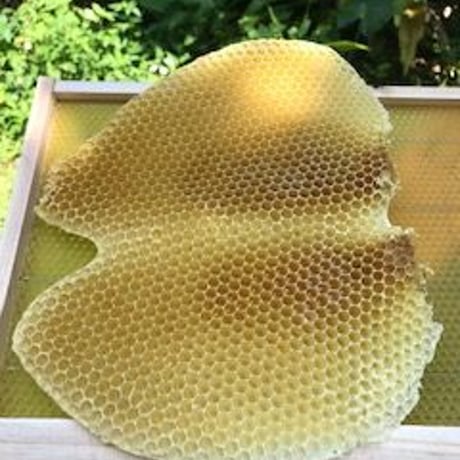 蜜ろうフレーク 【加工しやすい天然の蜜ろう】 100g