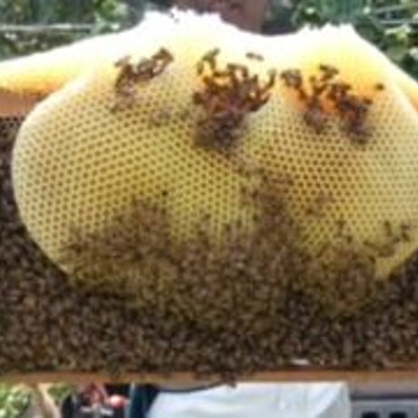 蜜ろうフレーク 【加工しやすい天然の蜜ろう】 100g