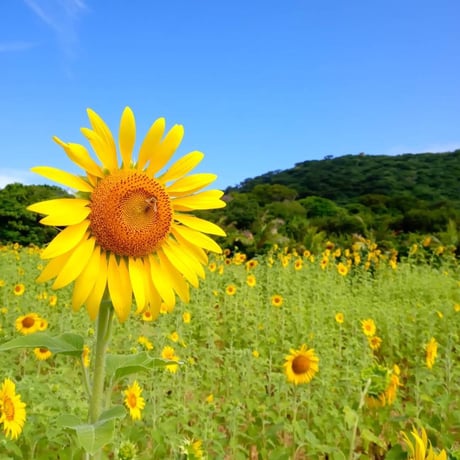 蜜ろうフレーク 【加工しやすい天然の蜜ろう】 100g