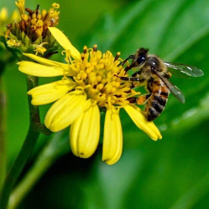 春蜜を贈り物や自分へのご褒美に】 石垣島はちみつ 春蜜 130g 四角瓶