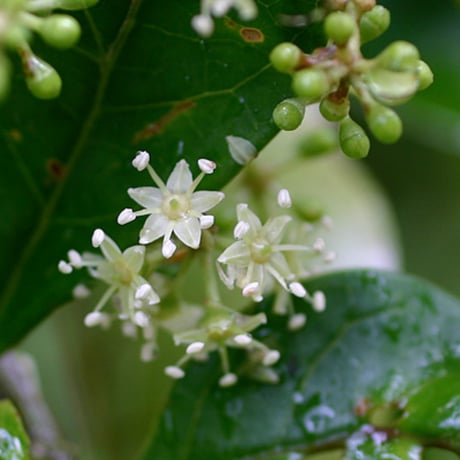 【冬蜜をお得用サイズでお料理にも】石垣島はちみつ 冬蜜 1kg トンガリキャップボトル