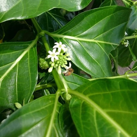 【春蜜をちょっとしたお礼に】 石垣島はちみつ 春蜜 50g  四角瓶