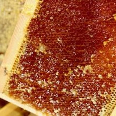 【春蜜を贈り物や自分へのご褒美に】 石垣島はちみつ 春蜜 130g 四角瓶