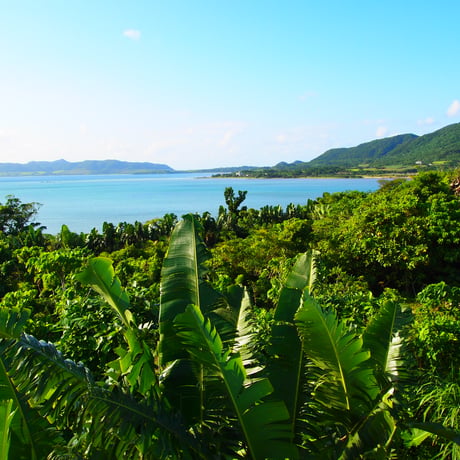 【冬蜜を贈り物として】石垣島はちみつ 冬蜜 120g 取っ手付き瓶