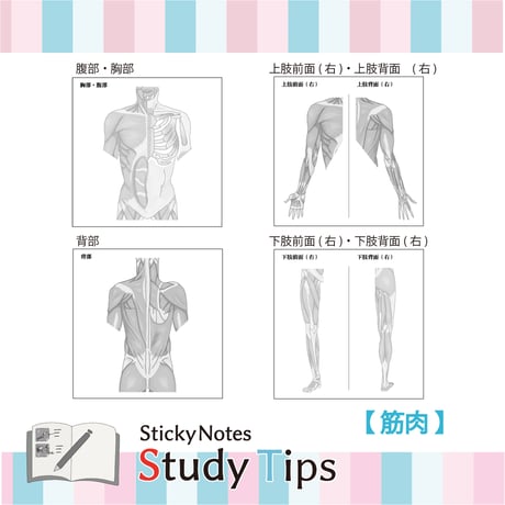 Sticky Notes Study Tips 【筋肉】