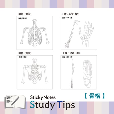 Sticky Notes Study Tips 【骨格】