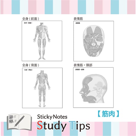 Sticky Notes Study Tips 【筋肉】